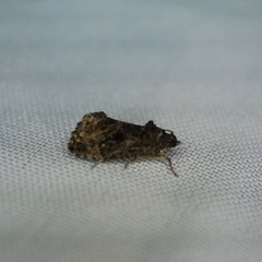 Gymnandrosoma punctidiscanum
