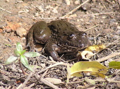 Hoplobatrachus occipitalis