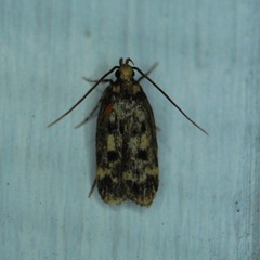 Martyringa latipennis