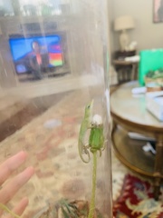 Anolis carolinensis
