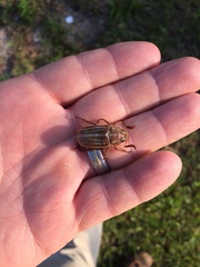 Polyphylla occidentalis