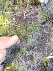 Oxalis polyphylla pentaphylla