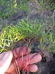 Oxalis polyphylla pentaphylla