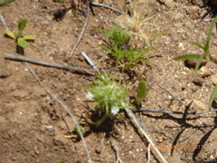 Navarretia intertexta