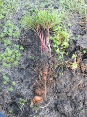 Oxalis polyphylla pentaphylla