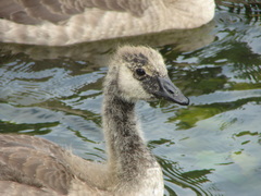 Branta canadensis