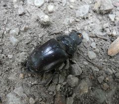 Lucanus cervus
