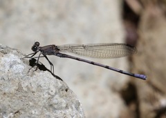 Argia tonto