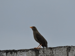 Turdus chiguanco
