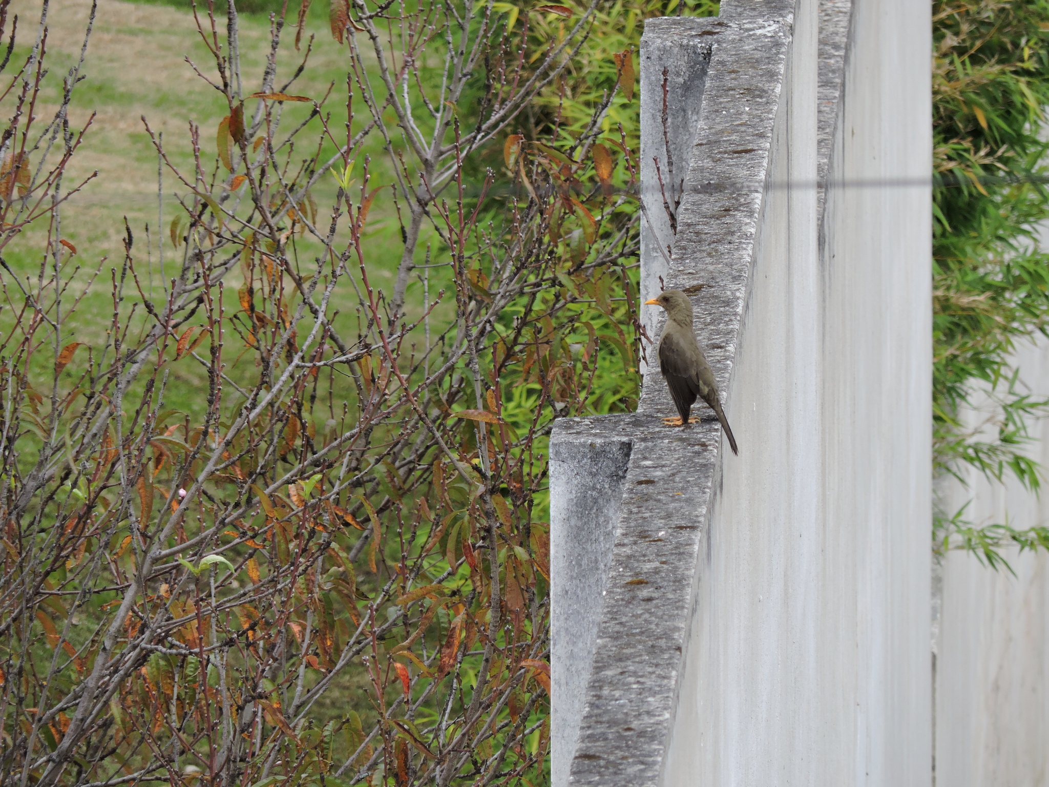 Turdus chiguanco image