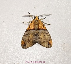 Ochrodota