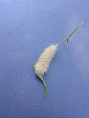Lymire edwardsii