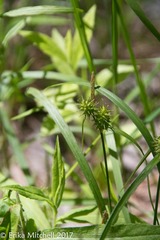 Carex flava