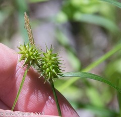 Carex flava