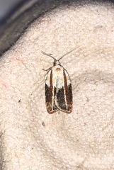 Acleris variana