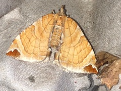 Eulithis molliculata