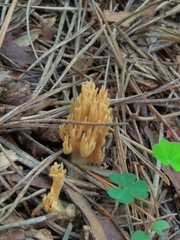 Phaeoclavulina eumorpha