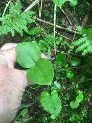 Neottia convallarioides
