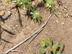 Navarretia intertexta