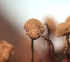 Cribraria intricata