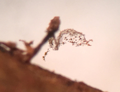 Cribraria intricata