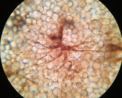 Cribraria intricata