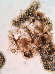 Cribraria intricata
