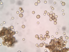 Cribraria intricata
