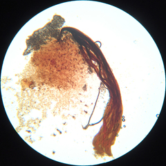 Cribraria intricata