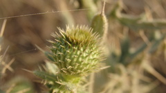 Cirsium laniflorum