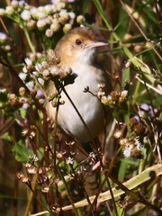 Cisticola erythrops