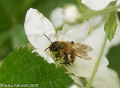 Andrena milwaukeensis