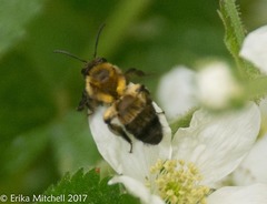 Andrena milwaukeensis