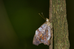 Amphidecta pignerator