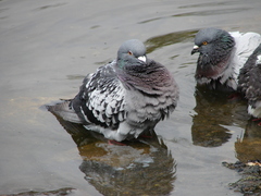 Columba livia domestica