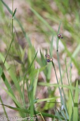 Sisyrinchium mucronatum