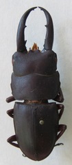 Telodorcus