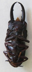Telodorcus