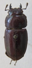 Telodorcus