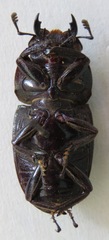 Telodorcus