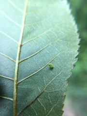 Caryomyia urnula