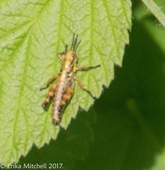 Booneacris glacialis