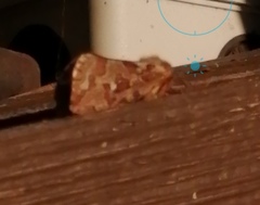 Korscheltellus fusconebulosa