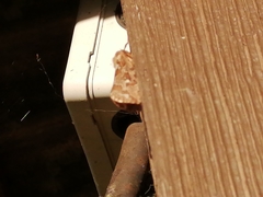 Korscheltellus fusconebulosa