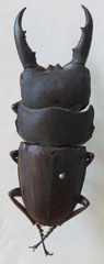 Telodorcus