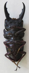 Telodorcus