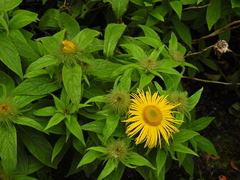 Inula hookeri