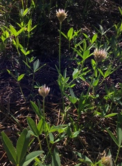 Trifolium longipes