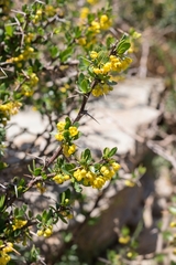 Berberis cretica
