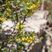 Cretan Barberry - Photo (c) Stefan Neuwirth, some rights reserved (CC BY-NC), uploaded by Stefan Neuwirth